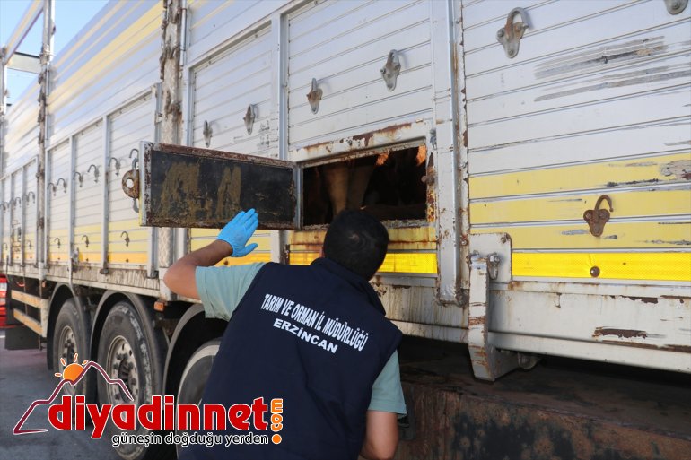 Doğu'dan yapılan kurbanlık sevkiyatlarına Erzincan'da sıkı denetim