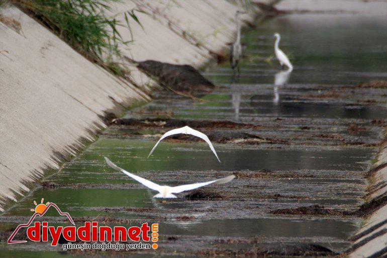 Iğdır IĞDIR Doğu