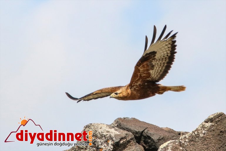 Iğdır cenneti: kuş IĞDIR - Doğu