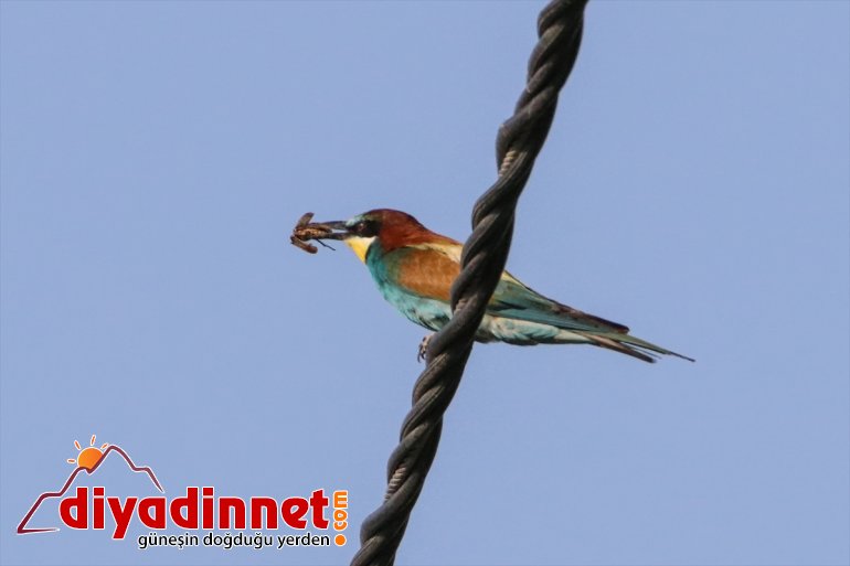 cenneti: IĞDIR - Doğu