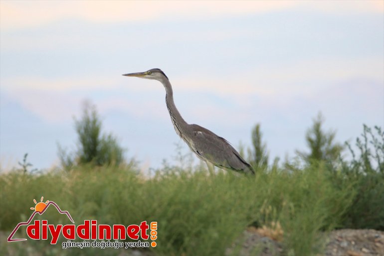 cenneti: - Iğdır Doğu