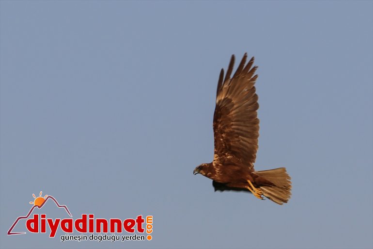IĞDIR kuş - Iğdır cenneti: Doğu