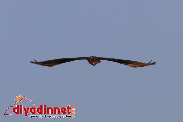 kuş Iğdır IĞDIR Doğu