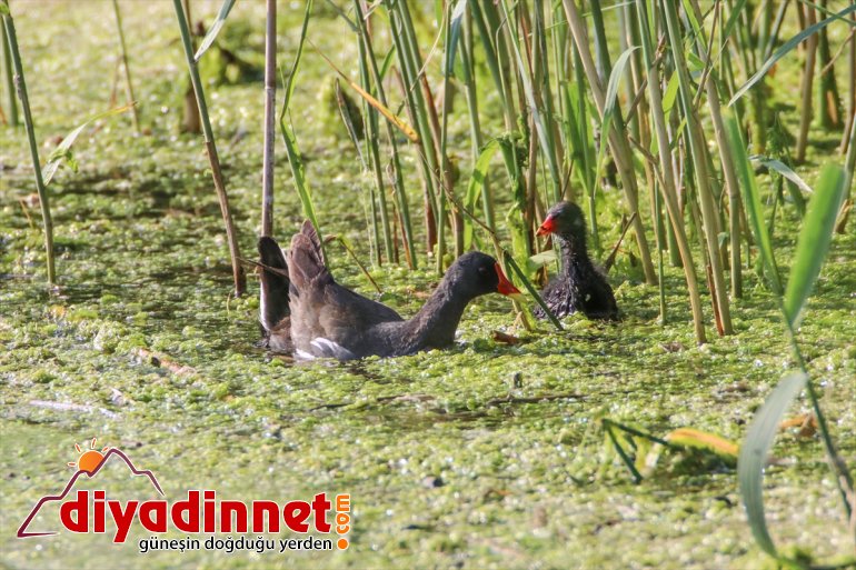 IĞDIR cenneti: - Iğdır Doğu