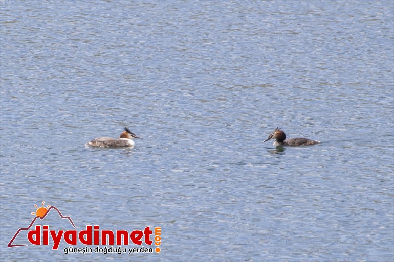 - cenneti: kuş Doğu