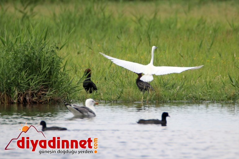 IĞDIR Iğdır - Doğu