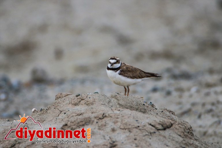 Iğdır IĞDIR cenneti: Doğu