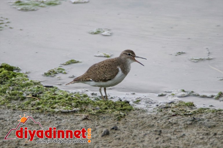 cenneti: kuş Iğdır Doğu