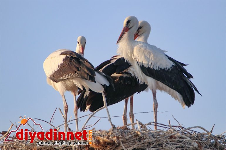 cenneti: - kuş IĞDIR Iğdır Doğu