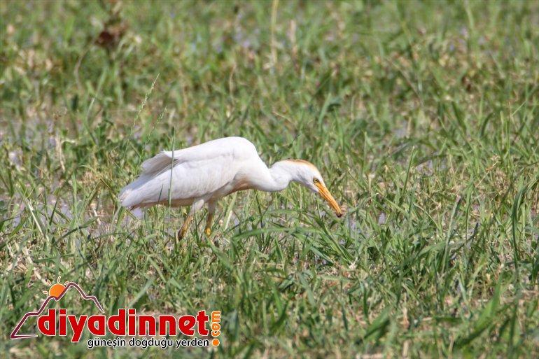 Iğdır - IĞDIR kuş cenneti: Doğu