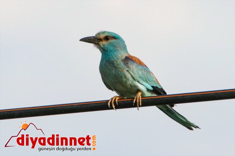 IĞDIR kuş - cenneti: Doğu