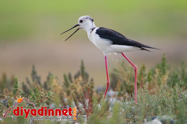 cenneti: IĞDIR Doğu