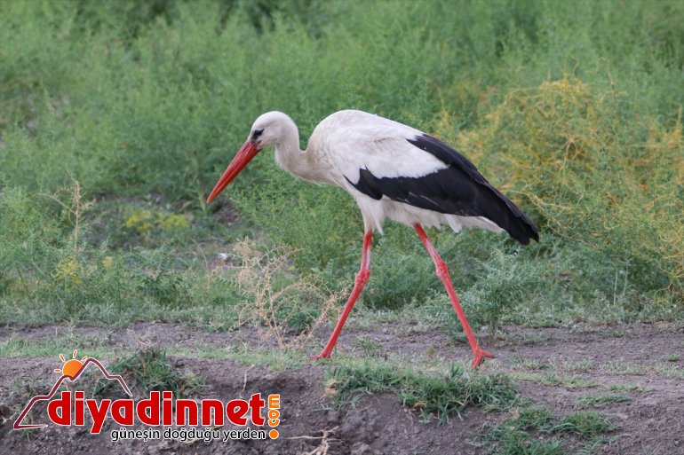 - kuş IĞDIR Iğdır Doğu