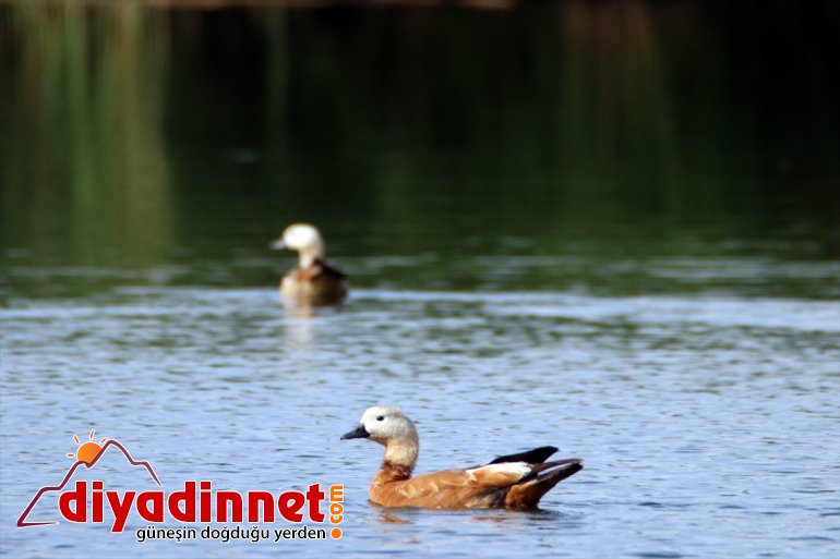 Iğdır - cenneti: IĞDIR Doğu