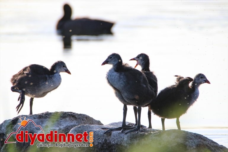 IĞDIR Iğdır - Doğu