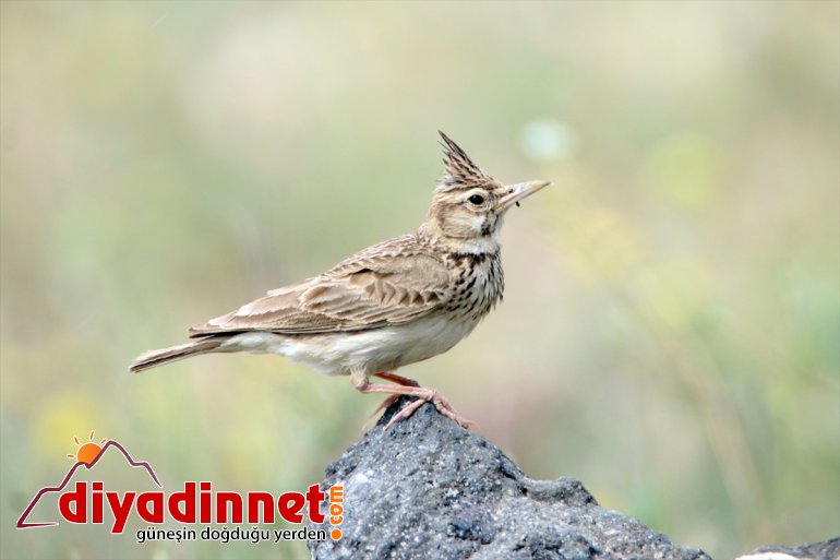 - Iğdır kuş cenneti: Doğu
