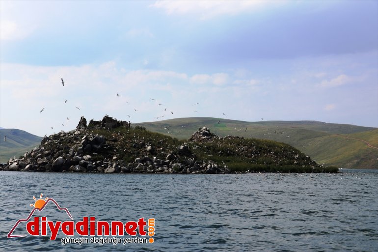 kuşlar Balık katıyor renk Gölü