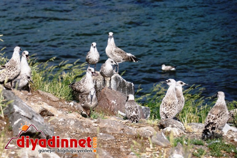 Göçmen katıyor Gölü