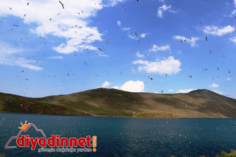 kuşlar Balık Göçmen Gölü