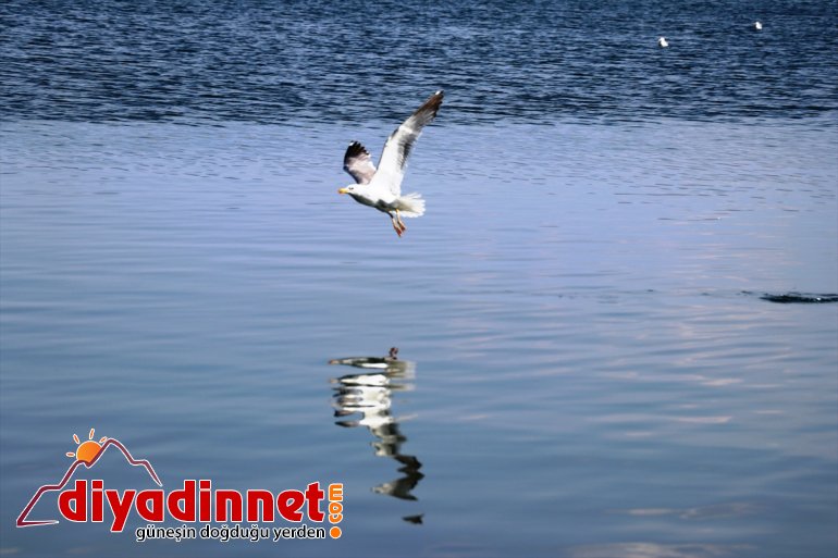 katıyor kuşlar renk Balık Gölü
