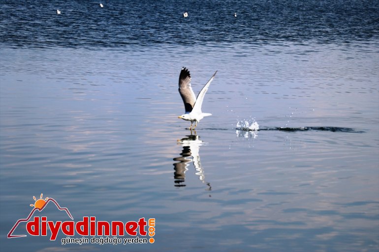 katıyor kuşlar renk Gölü