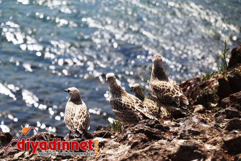 renk Balık katıyor Gölü