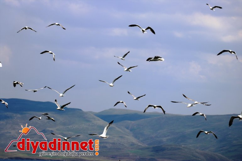 Göçmen katıyor renk Gölü