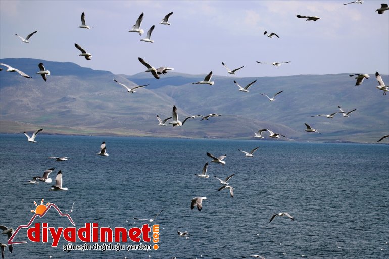 renk kuşlar Balık katıyor Göçmen Gölü