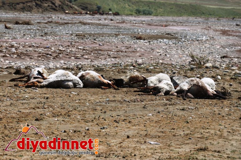 - AĞRI sarılıyor Hasara olan selin neden yaraları 6