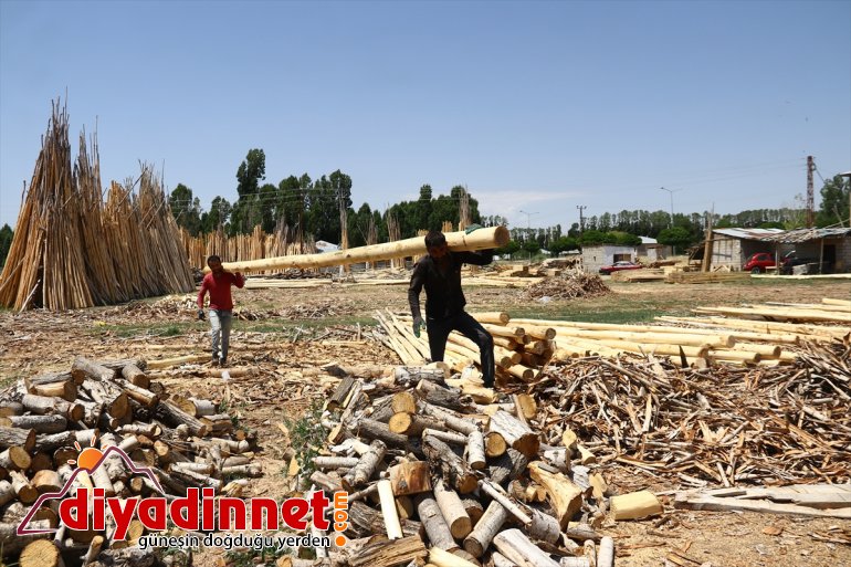 Kesilen ağaçların kabuklarını soyarak ailelerini geçindiriyorlar