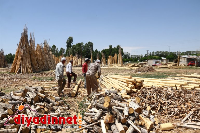 kabuklarını VAN ailelerini ağaçların soyarak geçindiriyorlar Kesilen - 2