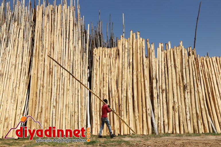 soyarak ağaçların ailelerini VAN geçindiriyorlar - kabuklarını Kesilen 3
