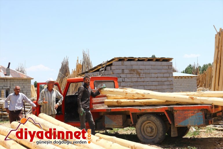 kabuklarını ağaçların VAN geçindiriyorlar ailelerini soyarak Kesilen - 4