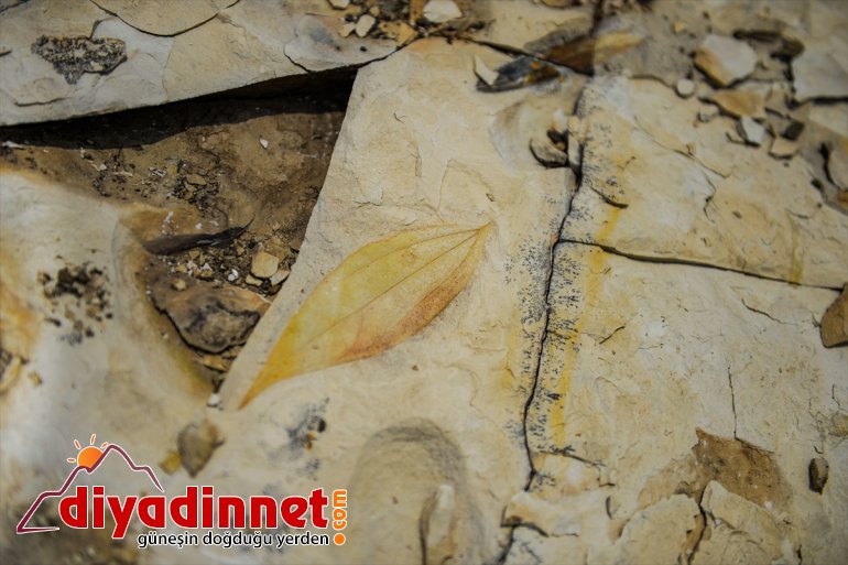 deniz çıktı Türkiye