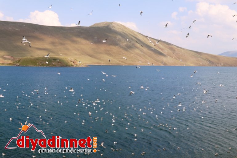 yapısı Balık korunarak zirvesindeki Türkiye