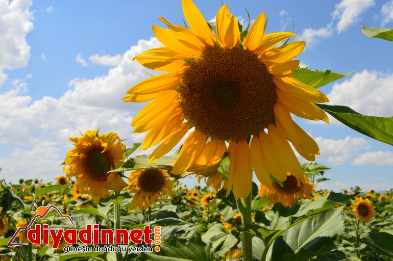 ağrı ayçiçeği2