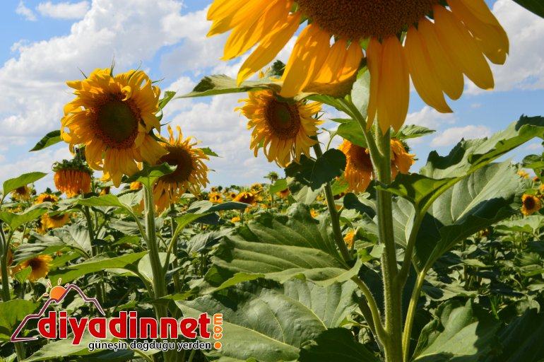 ağrı ayçiçeği3