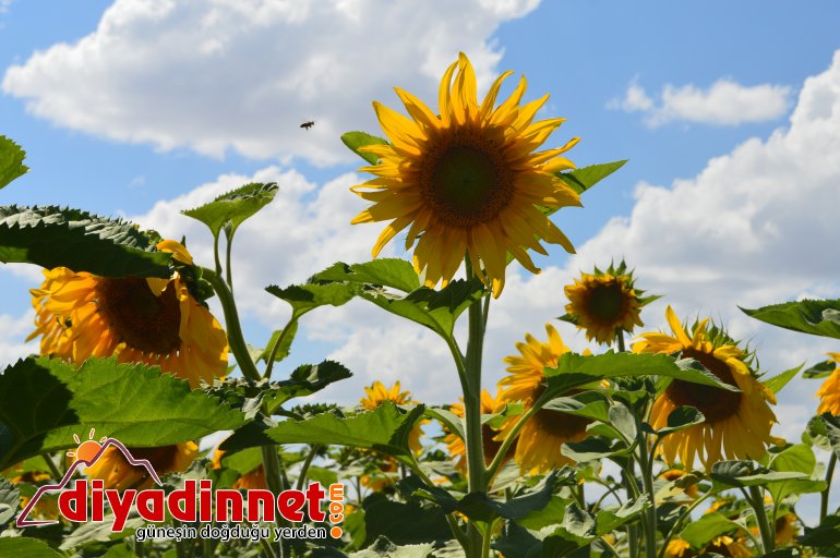 ağrı ayçiçeği4