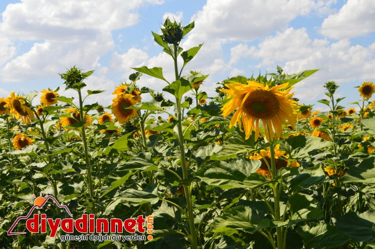 ağrı ayçiçeği5