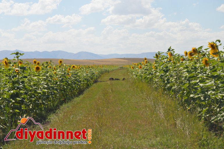 ağrı ayçiçeği6