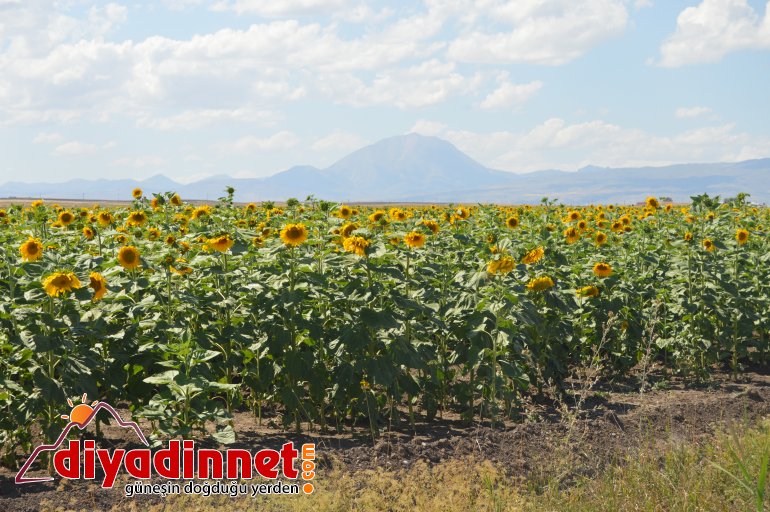 ağrı ayçiçeği7