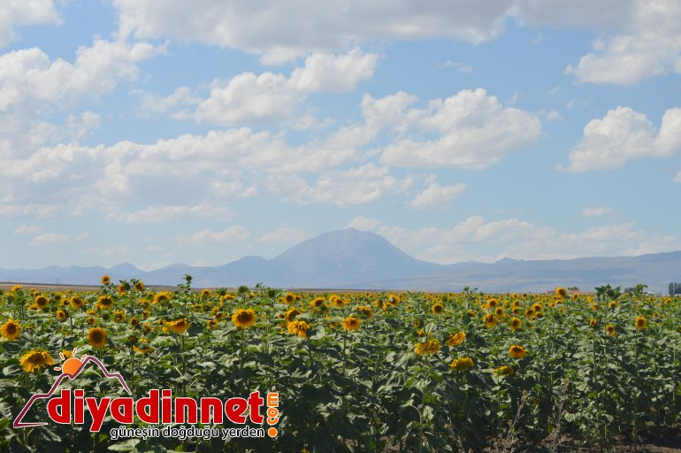 ağrı ayçiçeği8