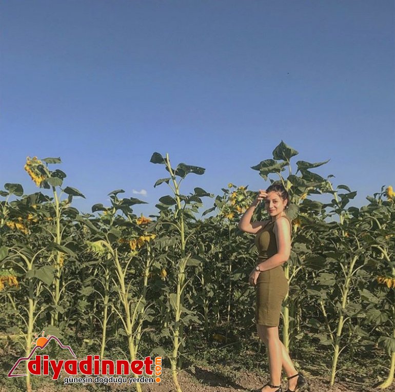 ağrı ayçiçeği9
