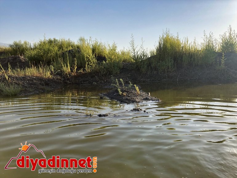 - IĞDIR Ağrı alanlar Dağı renkli çekiyor sulak eteklerindeki ilgi 5