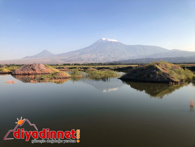 Ağrı ilgi çekiyor renkli alanlar sulak - Dağı IĞDIR eteklerindeki 8