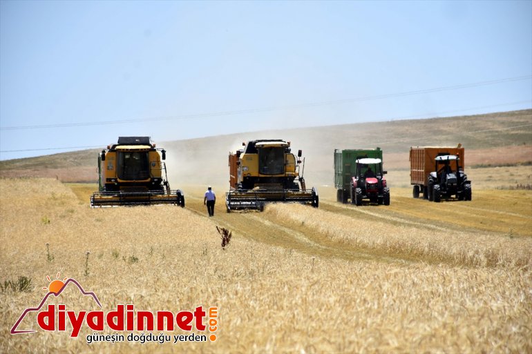 Biçerdöver operatörleri ekmek parası için Muş Ovası'nda ter döküyor