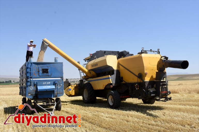 Muş ter - ekmek operatörleri Biçerdöver döküyor Ovası