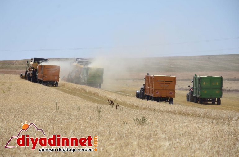 döküyor MUŞ operatörleri Biçerdöver için ekmek Ovası