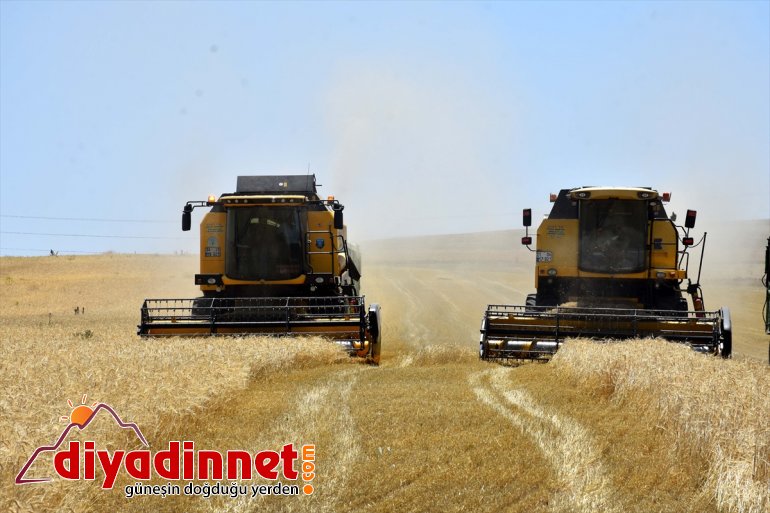 ekmek - döküyor için operatörleri Muş Ovası