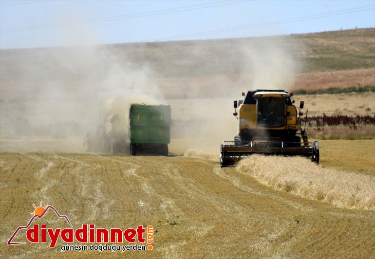 ter ekmek - Biçerdöver MUŞ parası Ovası